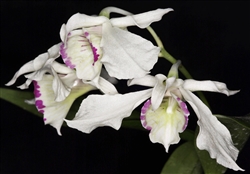 Dendrobium rhodostictum species