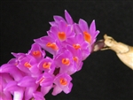 Dendrobium secundum