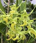 Dendrobium spectabile v. alba