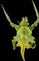 Dendrobium spectabile v. alba 'Valley Isle'