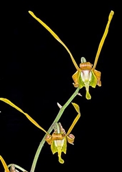 Dendrobium sutiknoi