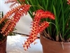 Dendrochilum wenzelii