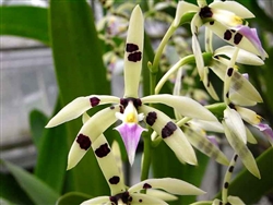 Epidendrum prismatocarpum