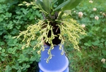 Epidendrum rousseauae