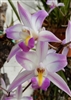 Laelia albida