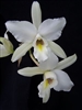 Laelia anceps v. alba