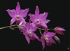 Laelia gouldiana