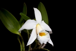 Laelia praestans v. alba