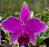 Laelia pumila