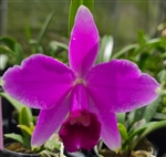 Laelia pumila