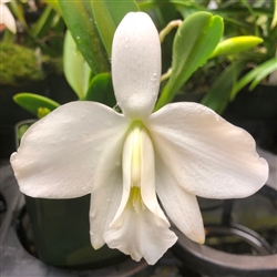 Laelia pumila v. alba