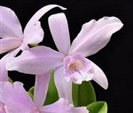 Laelia sincorana v. coerulea 'Makuu' AM/AOS