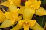 Lycaste macrobulbon