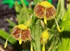 Masdevallia erinacea, Ultra-Mini Orchid