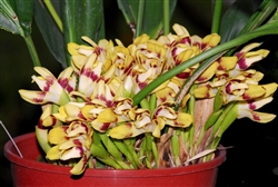 Maxillaria perryae