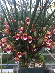 Maxillaria sanguinea