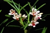 Maxillaria spilotantha