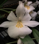 Miltoniopsis roezlii v. alba