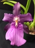 Miltonia spectabilis var. moreliana