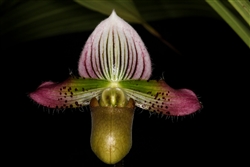 Paphiopedilum acmodontum