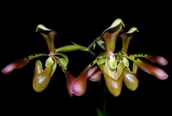 Paphiopedilum haynaldianum