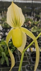 Paphiopedilum Ernie Barham (Berenice album x Kolosand 'QF Green Dragon' FCC/AOS)