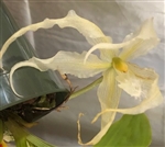 Paphinia Majestic v. alba (XL Blooms, very showy)