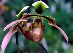 Paphiopedilum amabile, aka Paph. bullenianum