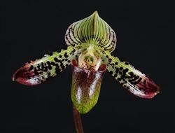 Paphiopedilum argus