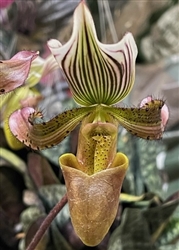 Paphiopedilum barbatum 'Rayber'