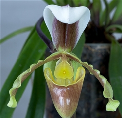 Paphiopedilum barbigerum v. lockiana