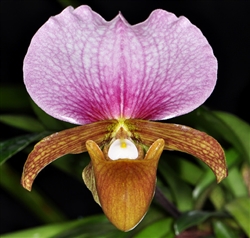 Paphiopedilum charlesworthii