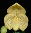 Paphiopedilum concolor