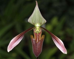 Paphiopedilum dayanum