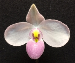 Paphiopedilum delenatii