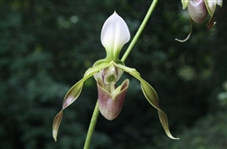 Paphiopedilum dianthum