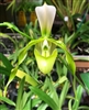 Paphiopedilum dianthum v. abla