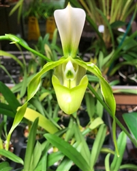 Paphiopedilum dianthum v. abla