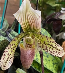 Paphiopedilum x dixlerianum