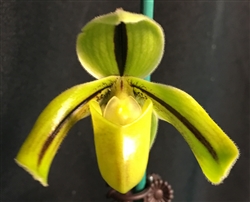 Paphiopedilum druryi