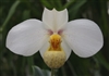 Paphiopedilum emersonii