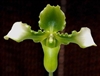 Paphiopedilum esquirolei v. alba