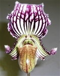 Paphiopedilum fairrieanum