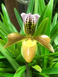 Paphiopedilum gratrixianum v. christensonianum