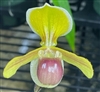 Paphiopedilum helenae