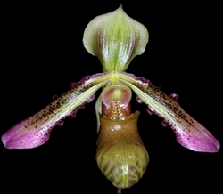 Paphiopedilum hookerae var. volonteanum