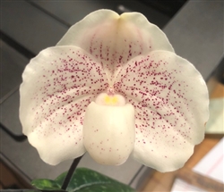 Paphiopedilum leucochilum x niveum