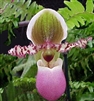 Paphiopedilum liemianum