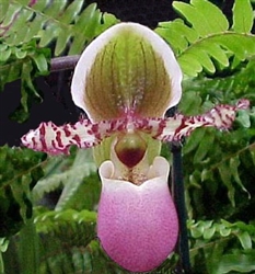 Paphiopedilum liemianum