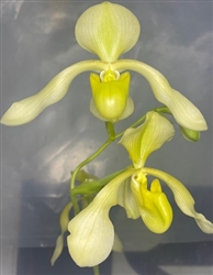 Paphiopedilum lowii v. alba